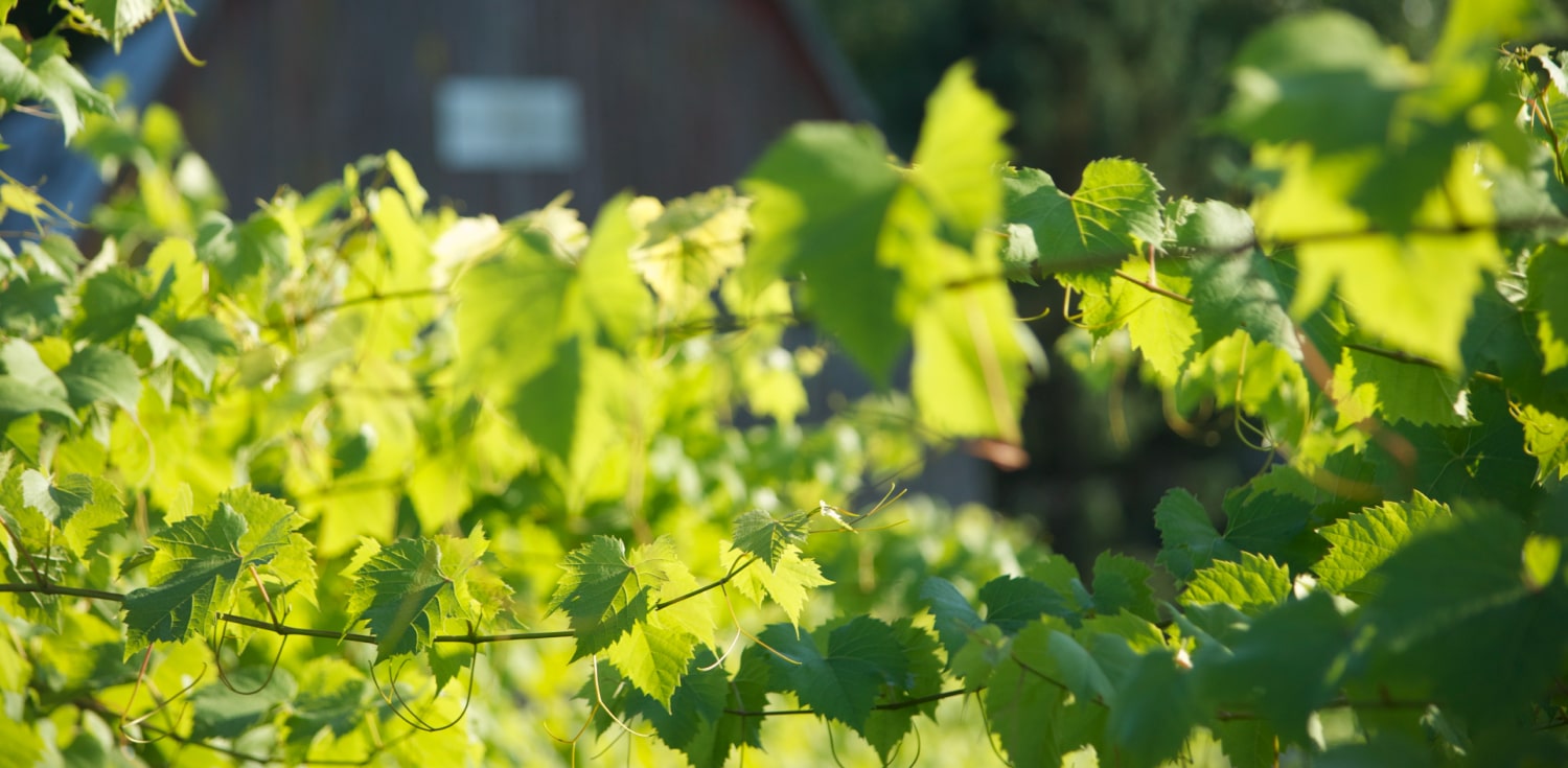 Vineyard at Vista D’oro Farms & Winery Langley British Columbia Canada