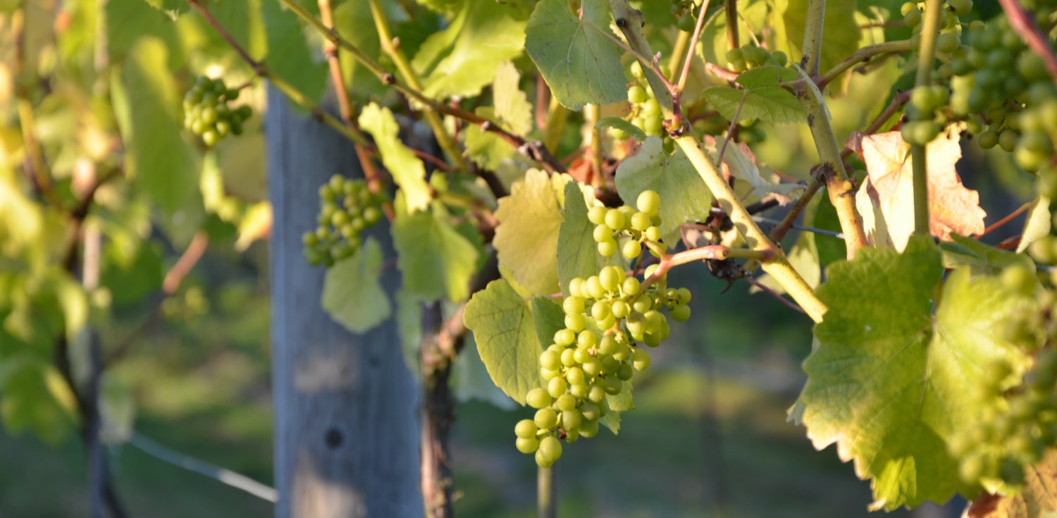 Vineyard Vines Grape Clusters Vista D’oro Farms & Winery Langley British Columbia Canada